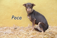 POCA, Hund, Podenco Andaluz in Spanien - Bild 1
