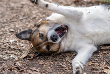 RICO, Hund, Mischlingshund in Neustadt - Bild 1