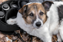 RICO, Hund, Mischlingshund in Neustadt - Bild 10