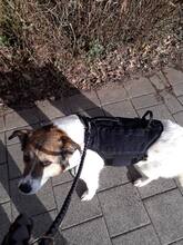 RICO, Hund, Mischlingshund in Neustadt - Bild 14
