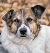 RICO, Hund, Mischlingshund in Neustadt - Bild 2