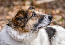 RICO, Hund, Mischlingshund in Neustadt - Bild 3
