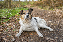 RICO, Hund, Mischlingshund in Neustadt - Bild 4