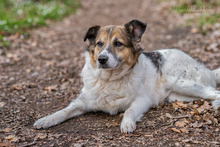 RICO, Hund, Mischlingshund in Neustadt - Bild 5