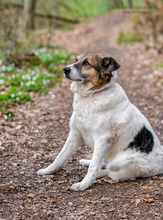 RICO, Hund, Mischlingshund in Neustadt - Bild 6