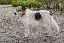 RICO, Hund, Mischlingshund in Neustadt - Bild 7