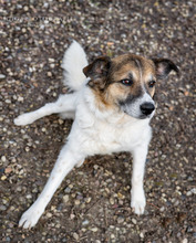 RICO, Hund, Mischlingshund in Neustadt - Bild 8