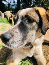 LOLA, Hund, Mischlingshund in Griechenland - Bild 1