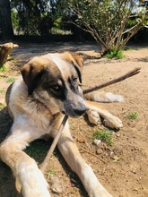 LOLA, Hund, Mischlingshund in Griechenland - Bild 2