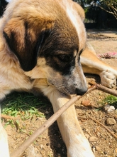 LOLA, Hund, Mischlingshund in Griechenland - Bild 3