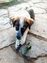 LOLA, Hund, Mischlingshund in Griechenland - Bild 6