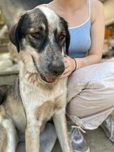 LOLA, Hund, Mischlingshund in Griechenland - Bild 7