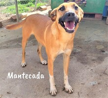 MANTECADA, Hund, Podenco-Malinois-Mix in Spanien - Bild 1