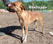 MANTECADA, Hund, Podenco-Malinois-Mix in Spanien - Bild 12