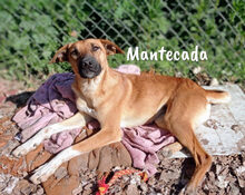 MANTECADA, Hund, Podenco-Malinois-Mix in Spanien - Bild 13