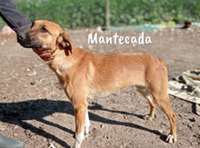 MANTECADA, Hund, Podenco-Malinois-Mix in Spanien - Bild 14
