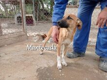 MANTECADA, Hund, Podenco-Malinois-Mix in Spanien - Bild 15