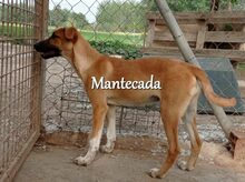 MANTECADA, Hund, Podenco-Malinois-Mix in Spanien - Bild 16