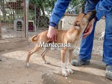 MANTECADA, Hund, Podenco-Malinois-Mix in Spanien - Bild 3