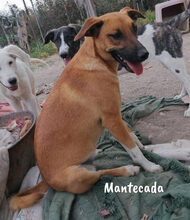 MANTECADA, Hund, Podenco-Malinois-Mix in Spanien - Bild 8