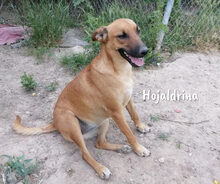 HOJALDRINA, Hund, Podenco-Malinois-Mix in Spanien - Bild 3