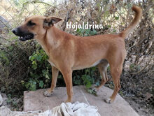 HOJALDRINA, Hund, Podenco-Malinois-Mix in Spanien - Bild 5