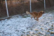 BORNEY, Hund, Mischlingshund in Kroatien - Bild 10