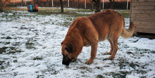 BORNEY, Hund, Mischlingshund in Kroatien - Bild 12