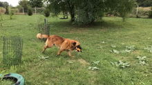BORNEY, Hund, Mischlingshund in Kroatien - Bild 4