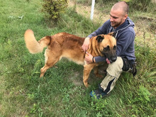 BORNEY, Hund, Mischlingshund in Kroatien - Bild 8