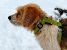 SAKURA, Hund, Mischlingshund in Spanien - Bild 4