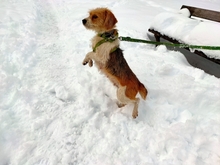SAKURA, Hund, Mischlingshund in Spanien - Bild 5