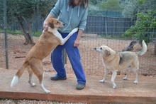 ORPHEAS, Hund, Mischlingshund in Griechenland - Bild 10