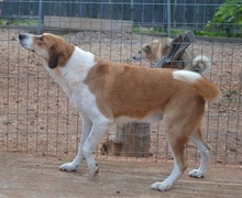 ORPHEAS, Hund, Mischlingshund in Griechenland - Bild 11
