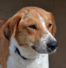 ORPHEAS, Hund, Mischlingshund in Griechenland - Bild 12