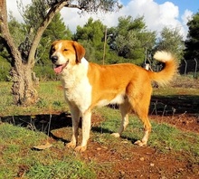 ORPHEAS, Hund, Mischlingshund in Griechenland - Bild 15