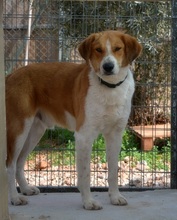ORPHEAS, Hund, Mischlingshund in Griechenland - Bild 16