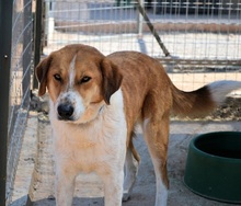 ORPHEAS, Hund, Mischlingshund in Griechenland - Bild 18