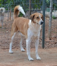 ORPHEAS, Hund, Mischlingshund in Griechenland - Bild 19