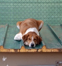 ORPHEAS, Hund, Mischlingshund in Griechenland - Bild 2