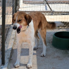 ORPHEAS, Hund, Mischlingshund in Griechenland - Bild 20