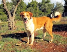 ORPHEAS, Hund, Mischlingshund in Griechenland - Bild 21