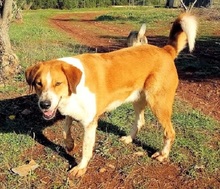 ORPHEAS, Hund, Mischlingshund in Griechenland - Bild 22