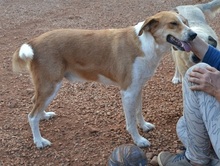 ORPHEAS, Hund, Mischlingshund in Griechenland - Bild 26