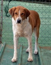 ORPHEAS, Hund, Mischlingshund in Griechenland - Bild 3