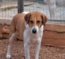 ORPHEAS, Hund, Mischlingshund in Griechenland - Bild 4