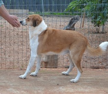 ORPHEAS, Hund, Mischlingshund in Griechenland - Bild 5
