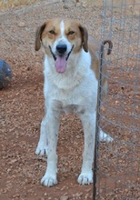 ORPHEAS, Hund, Mischlingshund in Griechenland - Bild 6