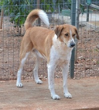 ORPHEAS, Hund, Mischlingshund in Griechenland - Bild 8