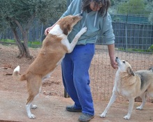 ORPHEAS, Hund, Mischlingshund in Griechenland - Bild 9